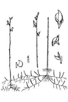 <i>Utricularia virgatula</i> Barnhart