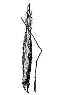 <i>Stipa columbiana</i> Macoun var. nelsonii (Scribn.) H. St. John