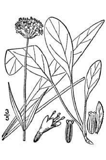<i>Succisa australis</i> (Wulfen) Rchb.
