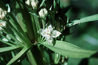 <i>Frasera macrophylla</i> Greene