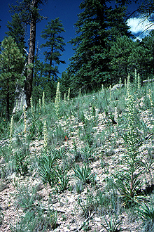 <i>Frasera speciosa</i> Douglas ex Griseb. var. angustifolia Rydb.