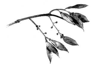 <i>Syringa reticulata</i> (Blume) H. Hara var. mandschurica (Maxim.) H. Hara