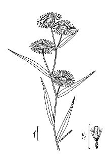 <i>Aster franklinianus</i> Rydb.