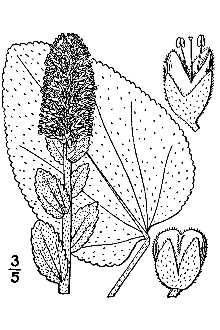 <i>Synthyris bullii</i> (Eaton) A. Heller