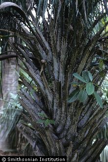 Ouricury Palm