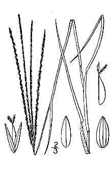 <i>Panicum filiforme</i> L.