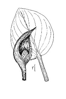 <i>Spathyema foetida</i> (L.) Raf.