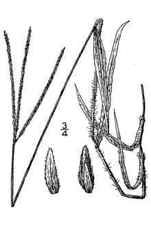 <i>Digitaria sanguinalis</i> (L.) Scop. var. ciliaris (Retz.) Parl.