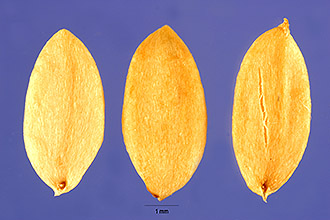 <i>Symphoricarpos albus</i> (L.) S.F. Blake var. mollis (Nutt.) D.D. Keck