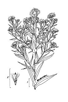 <i>Virgulus novae-angliae</i> (L.) Reveal & Keener