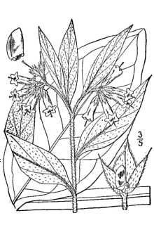 <i>Symphytum uliginosum</i> auct. non Kern.