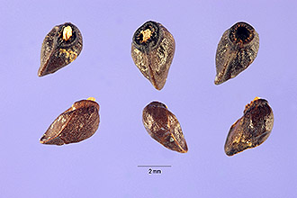 <i>Symphytum officinale</i> L. ssp. uliginosum auct. non (Kern.) Nyman