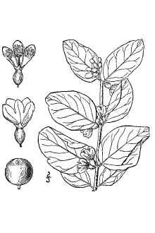 <i>Symphoricarpos albus</i> (L.) S.F. Blake var. pauciflorus (W.J. Rob. ex A. Gray) S.F. Bla