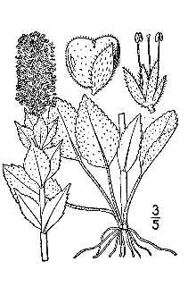 <i>Synthyris rubra</i> (Douglas ex Hook.) Benth.