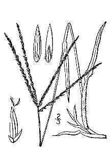<i>Panicum sanguinale</i> L.