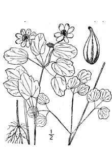 <i>Syndesmon thalictroides</i> (L.) Hoffmanns. ex Britton