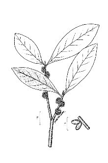 <i>Symplocos tinctoria</i> (L.) L'Hér. var. pygmaea Fernald