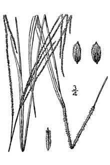 <i>Digitaria filiformis</i> (L.) Koeler var. villosa (Walter) Fernald