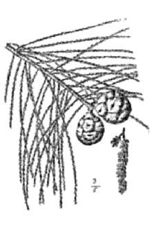 <i>Taxodium distichum</i> (L.) Rich. var. imbricarium (Nutt.) Croom