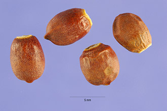 <i>Taxus baccata</i> L. var. fastigiata-aurea Seneclauze