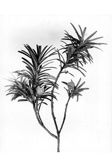 <i>Taxus baccata</i> L. var. fastigiata-aurea Seneclauze