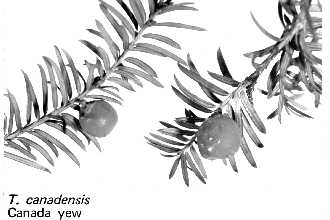 <i>Taxus canadensis</i> Marshall var. minor (Michx.) Spjut