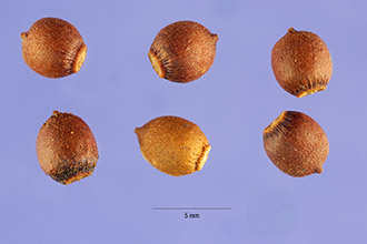 <i>Taxus canadensis</i> Marshall var. adpressa (Carrière) Spjut