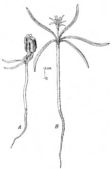 <i>Taxodium distichum</i> (L.) Rich. var. nutans (Aiton) Sweet