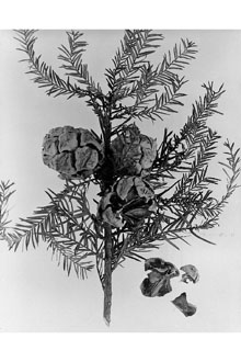 <i>Taxodium distichum</i> (L.) Rich. var. nutans (Aiton) Sweet