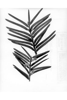 <i>Taxus globosa</i> Schltdl. var. floridana (Nutt. ex Chapm.) Spjut