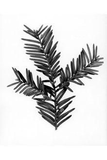 <i>Taxus canadensis</i> Marshall ssp. floridana (Nutt. ex Chapm.) Silba