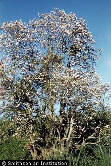 <i>Tabebuia triphylla</i> DC.