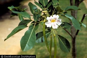<i>Tabebuia triphylla</i> DC.