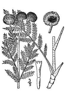 <i>Chrysanthemum bipinnatum</i> L. ssp. huronense (Nutt.) Hultén