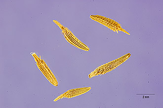 <i>Taraxacum pleniflorum</i> M.P. Christ.