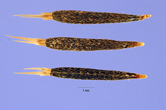 <i>Tagetes porophylla</i> Vell.