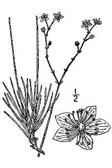 <i>Talinum rugospermum</i> Holz.