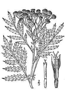 <i>Tanacetum vulgare</i> L. var. crispum DC.