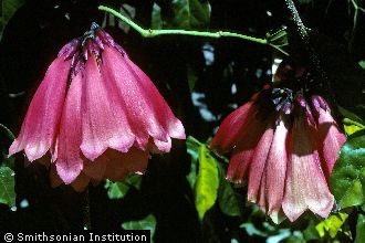 <i>Tecomanthe dendrophila</i> (Blume) K. Schum.