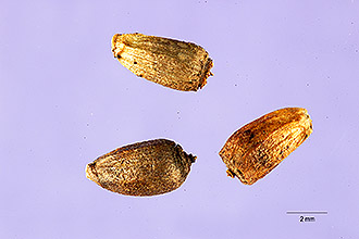 <i>Gonotheca helianthoides</i> (L.) Raf.