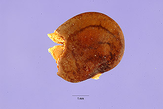 <i>Tephrosia affinis</i> S. Watson