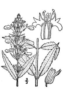 <i>Teucrium canadense</i> L. var. angustatum A. Gray