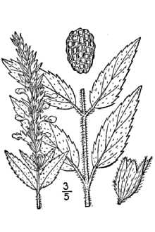 <i>Teucrium canadense</i> L. ssp. viscidum (Piper) Roy L. Taylor & MacBryde p.p.