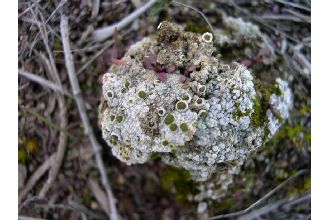 St. Jacob Texosporium Lichen