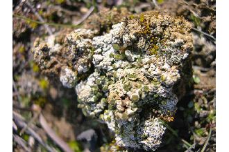 St. Jacob Texosporium Lichen