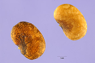 <i>Tephrosia cathartica</i> (Sessé & Moc.) Urb.