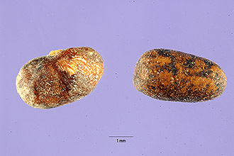<i>Tephrosia toxicaria</i> (Sw.) Pers.