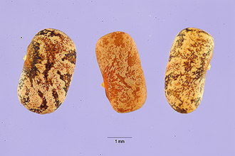 <i>Tephrosia tenella</i> A. Gray