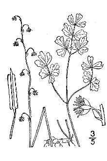 <i>Thalictrum alpinum</i> L. var. hebetum B. Boivin