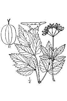 <i>Thaspium barbinode</i> (Michx.) Nutt. var. angustifolium J.M. Coult. & Rose